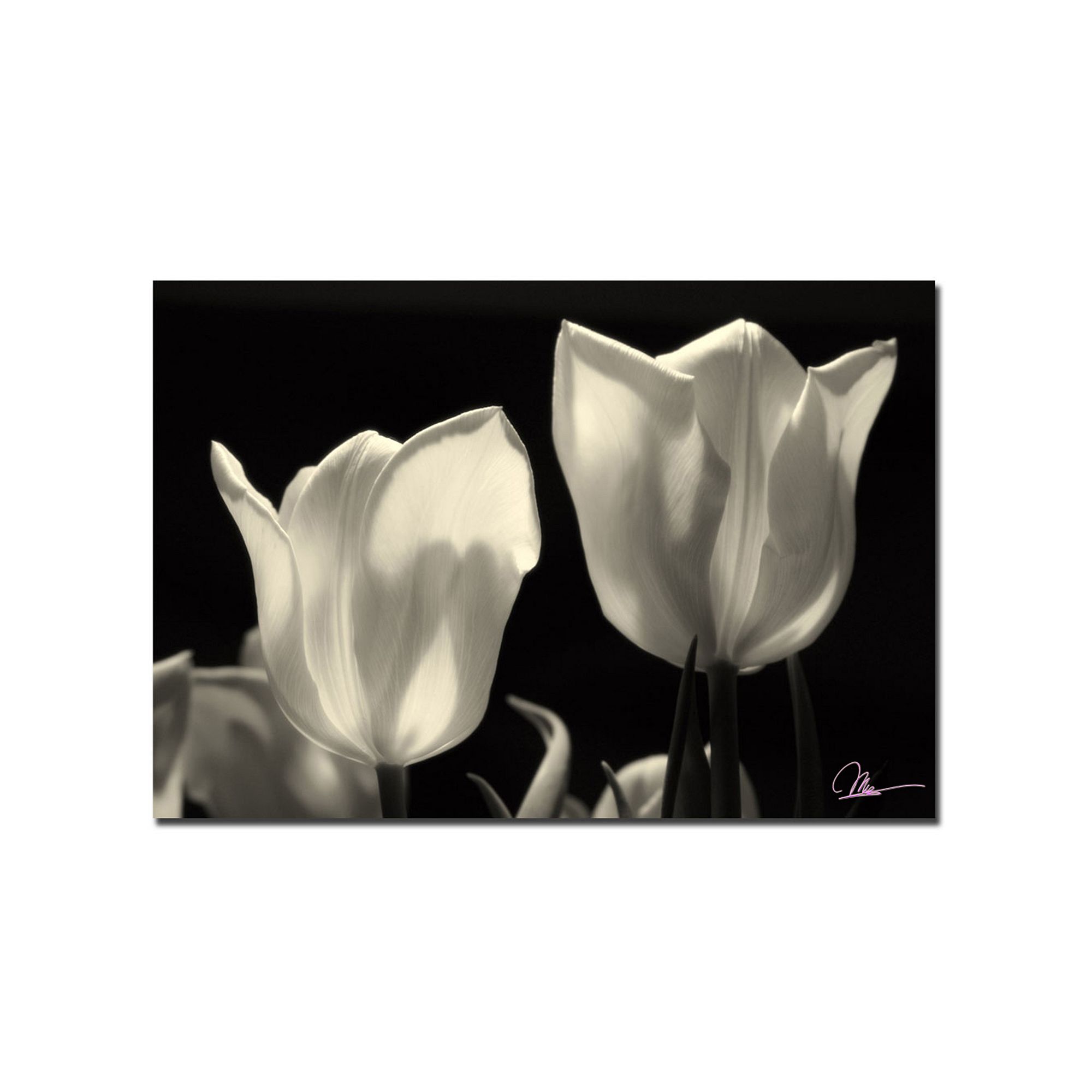 Tulips Canvas Wall Art, Multicolor