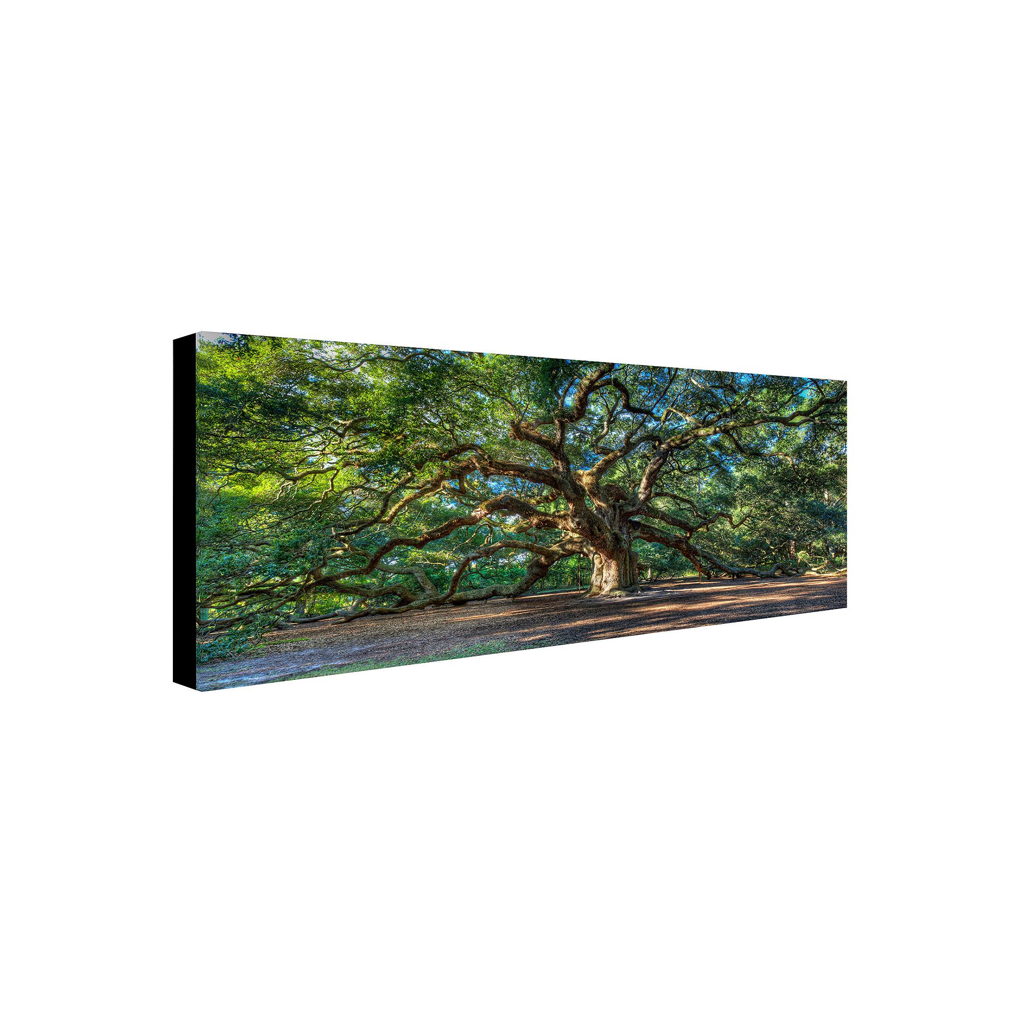 Angel Oak Charleston Canvas Wall Art, Multicolor