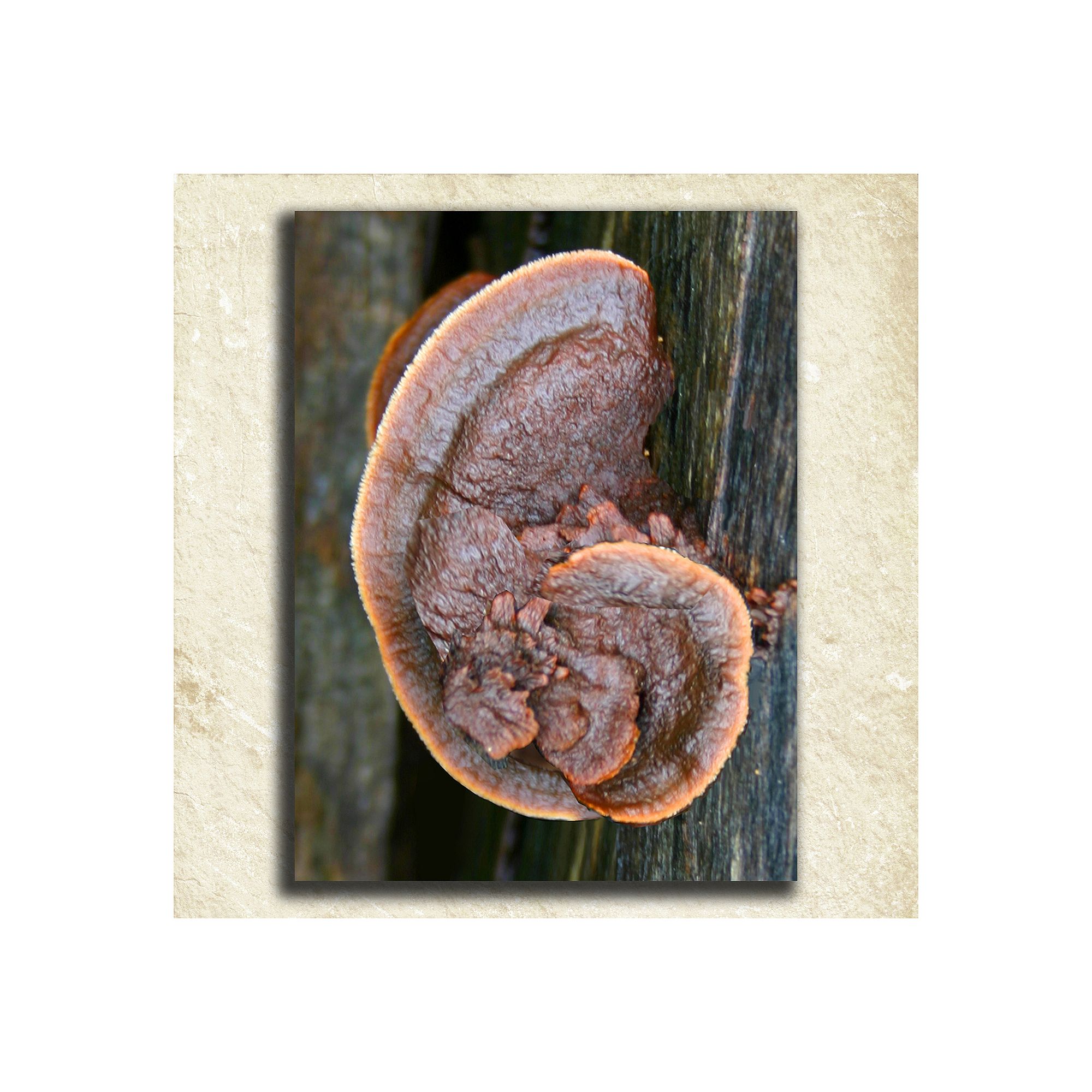 Nature Alphabet Wall Art, G