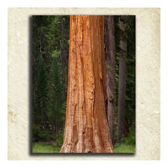 ''Nature'' Alphabet Wall Art