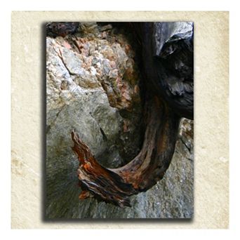 ''Nature'' Alphabet Wall Art