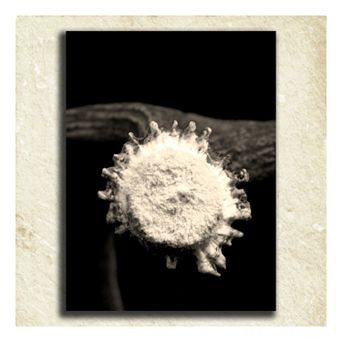 ''Antler'' Alphabet Wall Art