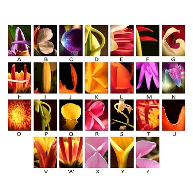 ''Flower'' Alphabet Wall Art