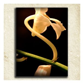 ''Flower'' Alphabet Wall Art