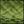Bright Green