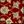 Red Ivory
