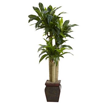 nearly natural Cornstalk Dracaena Plant