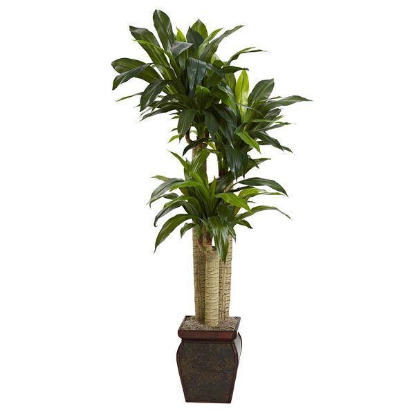 nearly natural Cornstalk Dracaena Plant