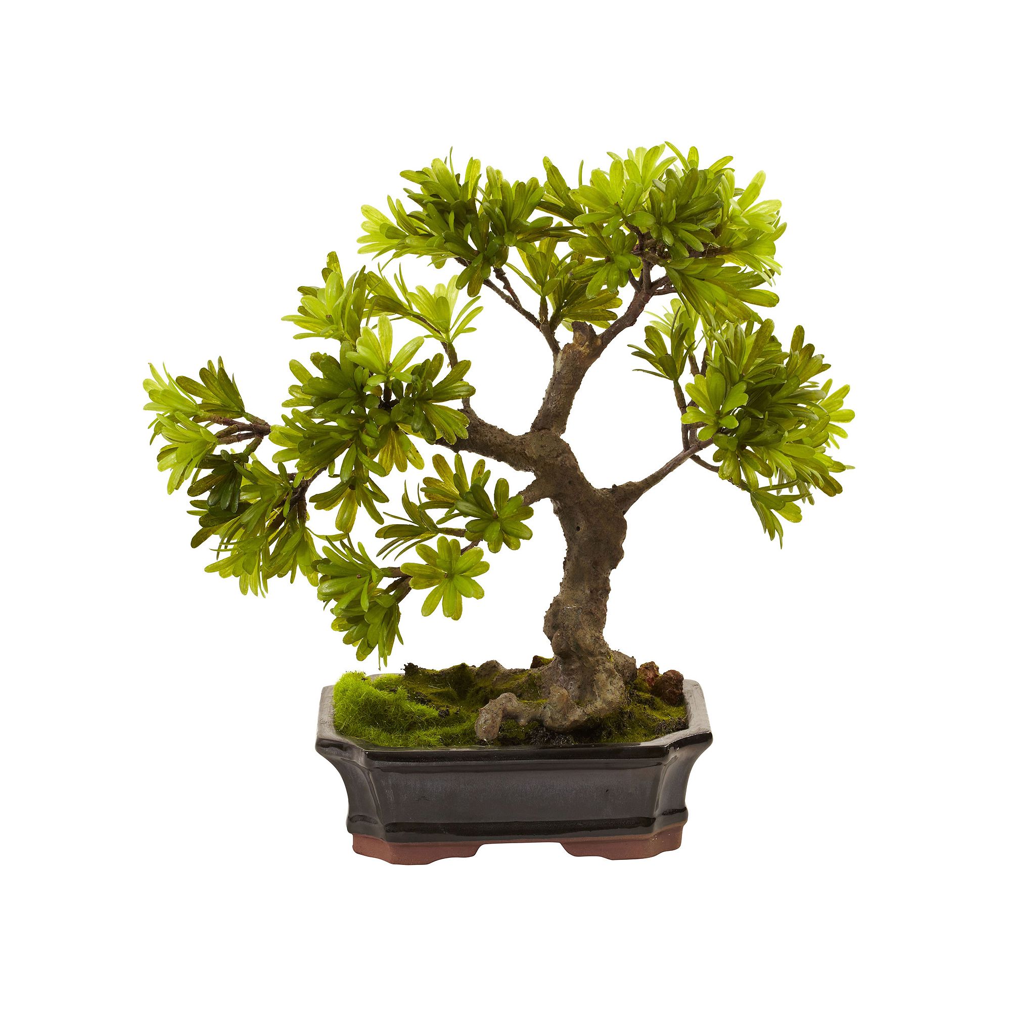nearly natural Podocarpus Mossed Bonsai Planter, Green