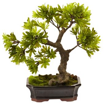 nearly natural Podocarpus Mossed Bonsai Planter