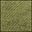 Fern