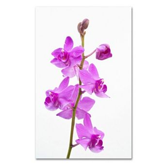 Trademark Fine Art "Purple Orchids" Canvas Wall Art by Kurt Shaffer