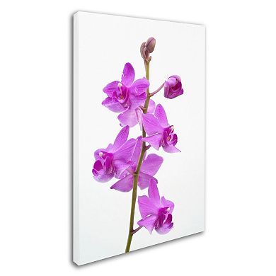 Trademark Fine Art "Purple Orchids" Canvas Wall Art by Kurt Shaffer