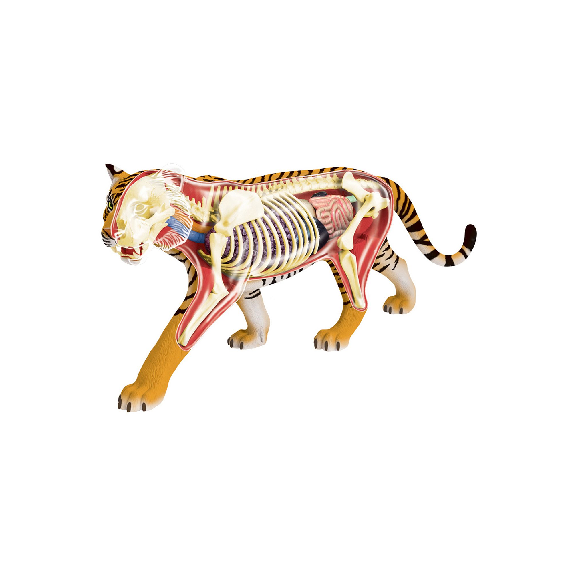 4D Vision Tiger Anatomy Model by John N. Hansen Co., Multicolor