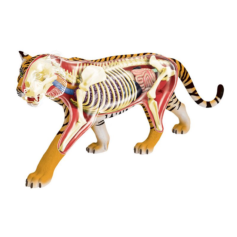4D Vision Tiger Anatomy Model by John N. Hansen Co., Multicolor