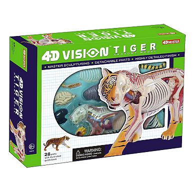 4D Vision Tiger Anatomy Model by John N. Hansen Co.