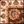 Brown Ivory