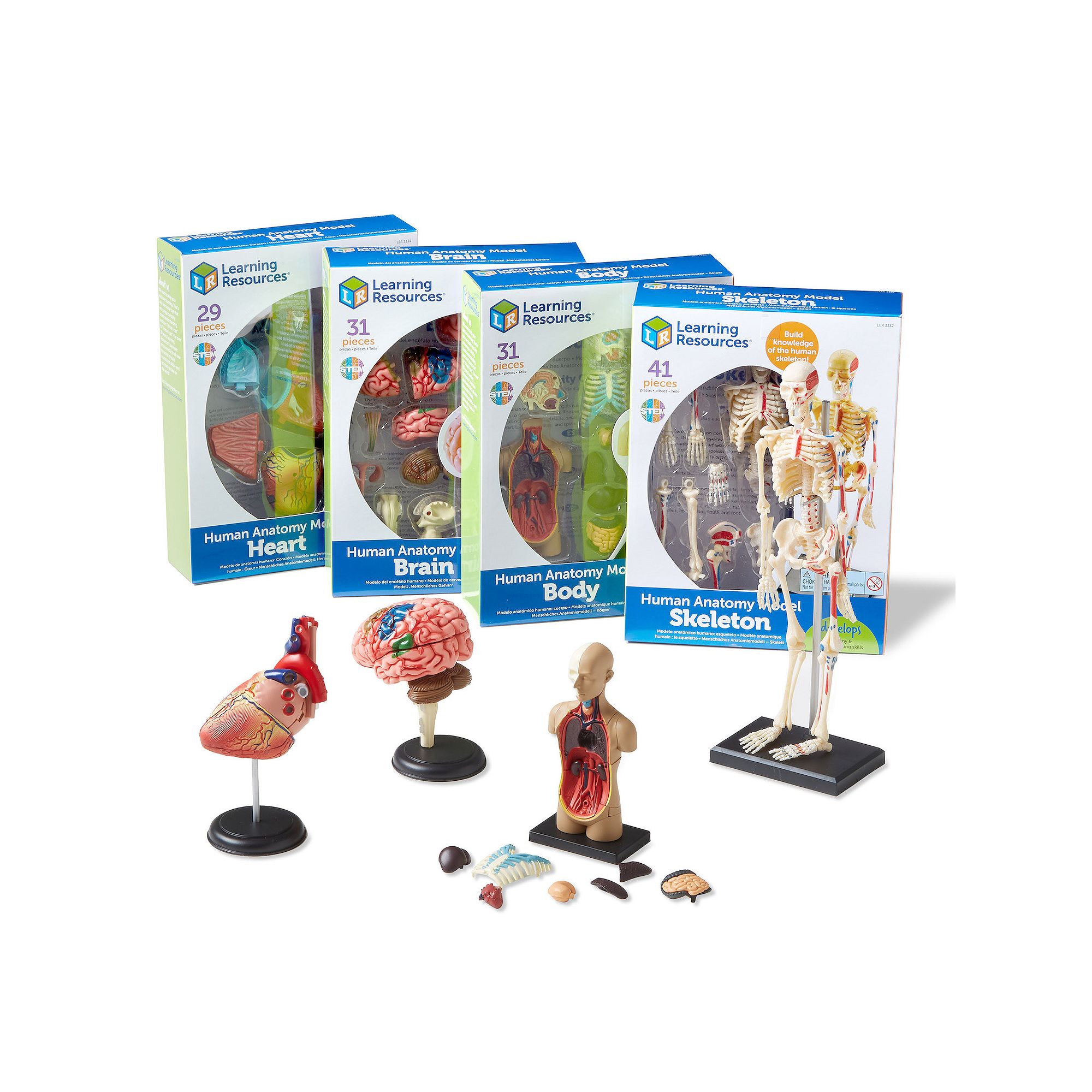 Learning Resources Human Anatomy Models Set, Multicolor