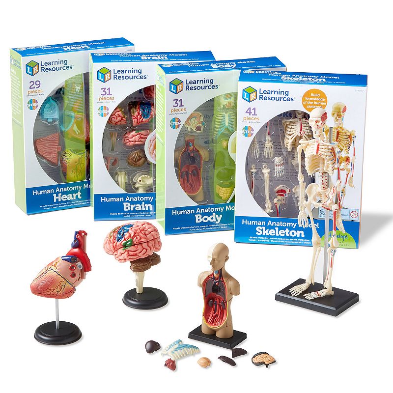 Learning Resources Human Anatomy Models Set, Multicolor