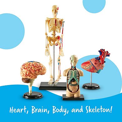 Learning Resources Human Anatomy Models Set