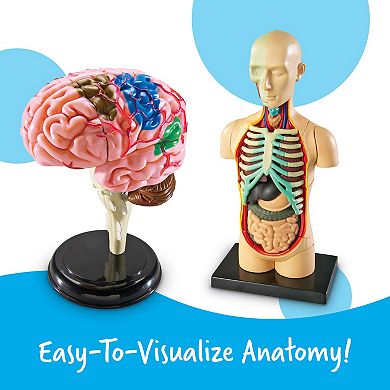 Learning Resources Human Anatomy Models Set