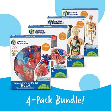 Learning Resources Human Anatomy Models Set