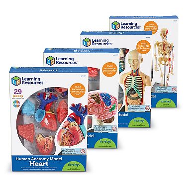 Learning Resources Human Anatomy Models Set