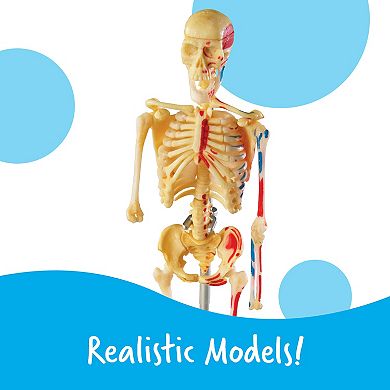 Learning Resources Human Anatomy Models Set