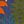 Navy Multi