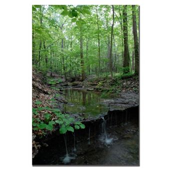''Tiny Forest Falls'' Canvas Wall Art