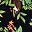 Black Green
