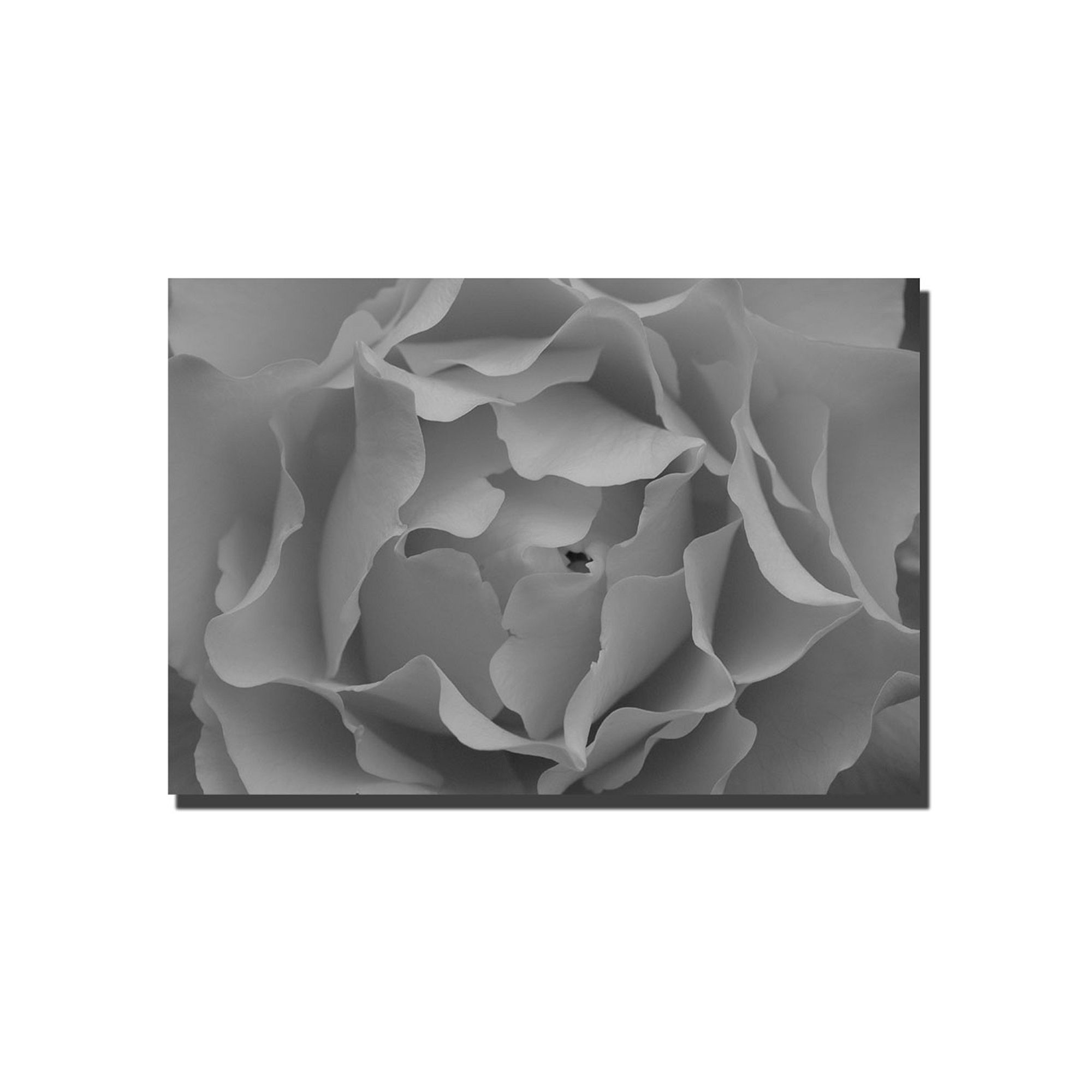Hypnotic Rose Canvas Wall Art, Gray