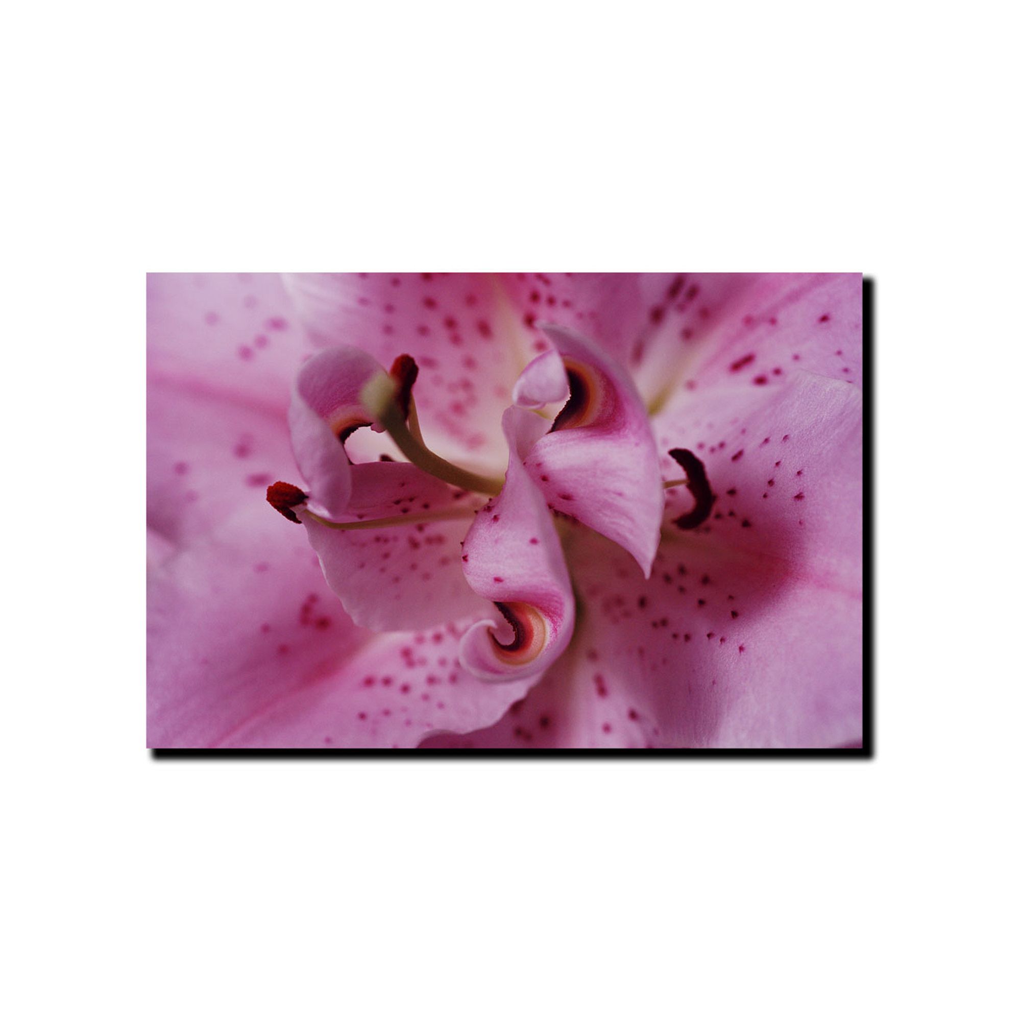 Lily Abstract Canvas Wall Art, Pink