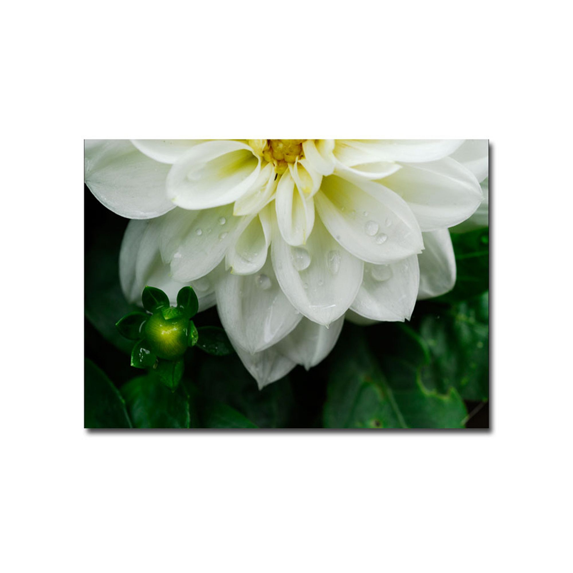 White Dahlia Canvas Wall Art