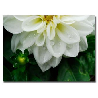 ''White Dahlia'' Canvas Wall Art
