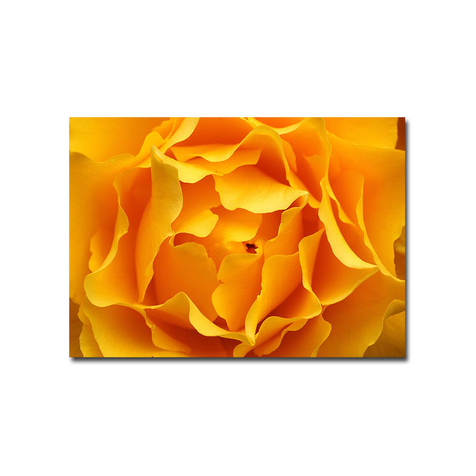 Hypnotic Yellow Rose Canvas Wall Art