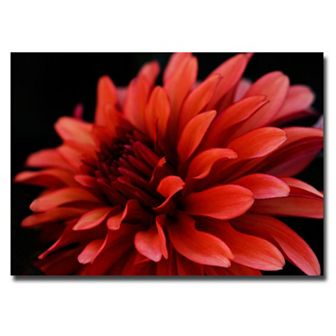 ''Red Dahlia'' Canvas Wall Art