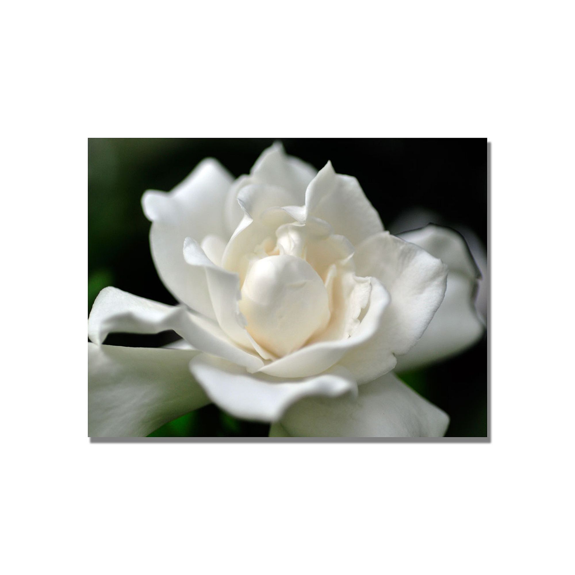 Lovely Gardenia Canvas Wall Art, White