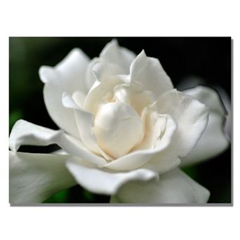 ''Lovely Gardenia'' Canvas Wall Art