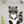 Forest Animals
