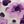Purple Gray