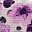 Purple Gray