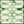 Ivory Green