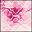 Rose Ivory