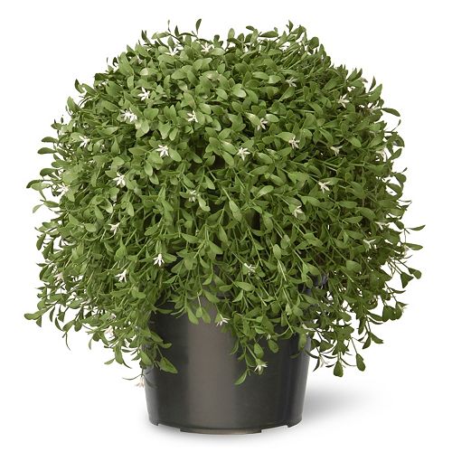 National Tree Company 18″ Artificial Argentea Plant
