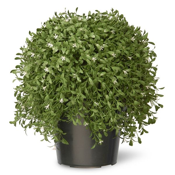 National Tree Company 18" Artificial Argentea Plant