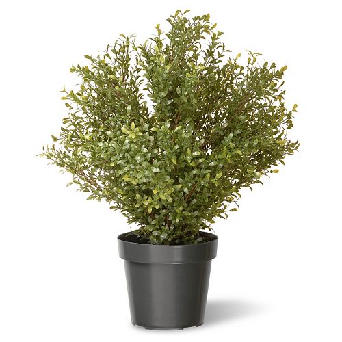 National Tree Company 30″ Artificial Argentea Plant