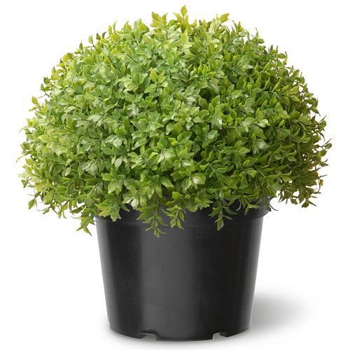 National Tree Company 15 Artificial Globe Japanese Holly Plant