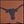 Texas Longhorns