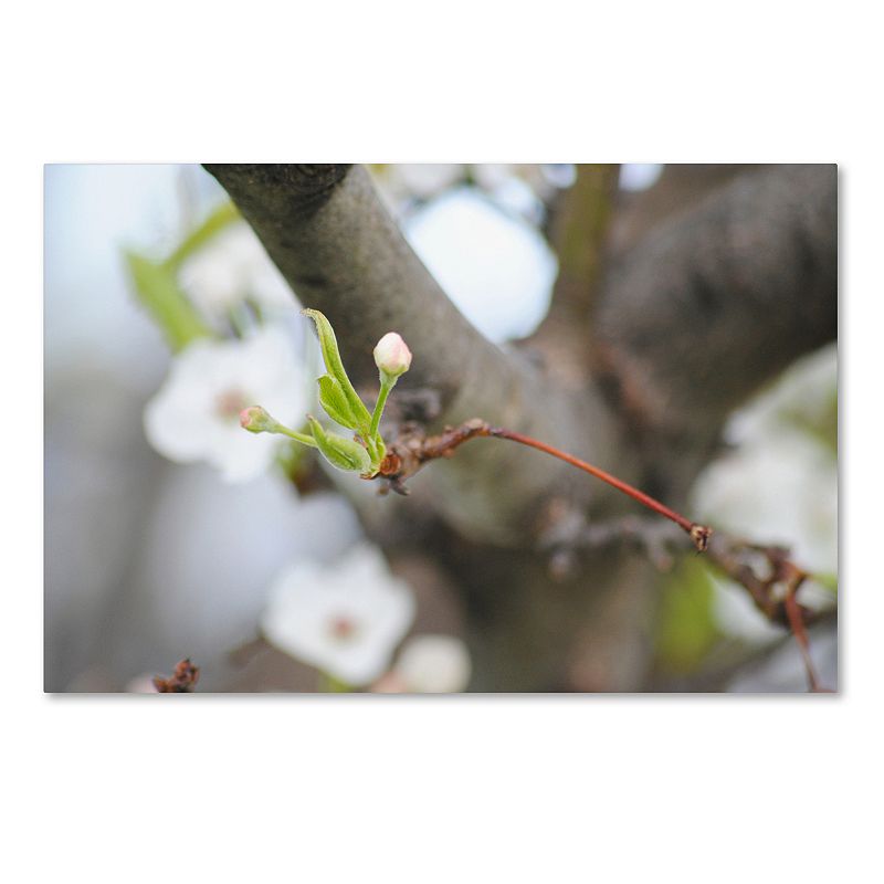 79394470 Trademark Fine Art Before Bloom Canvas Wall Art, G sku 79394470
